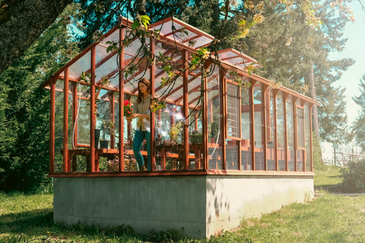 Spring use of wooden greenhouse with visible leafy greens inside