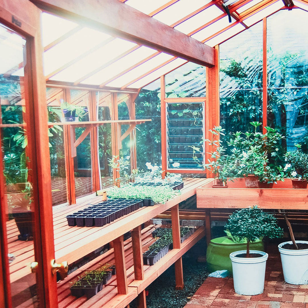 Greenhouse interior with wooden shelves and plants